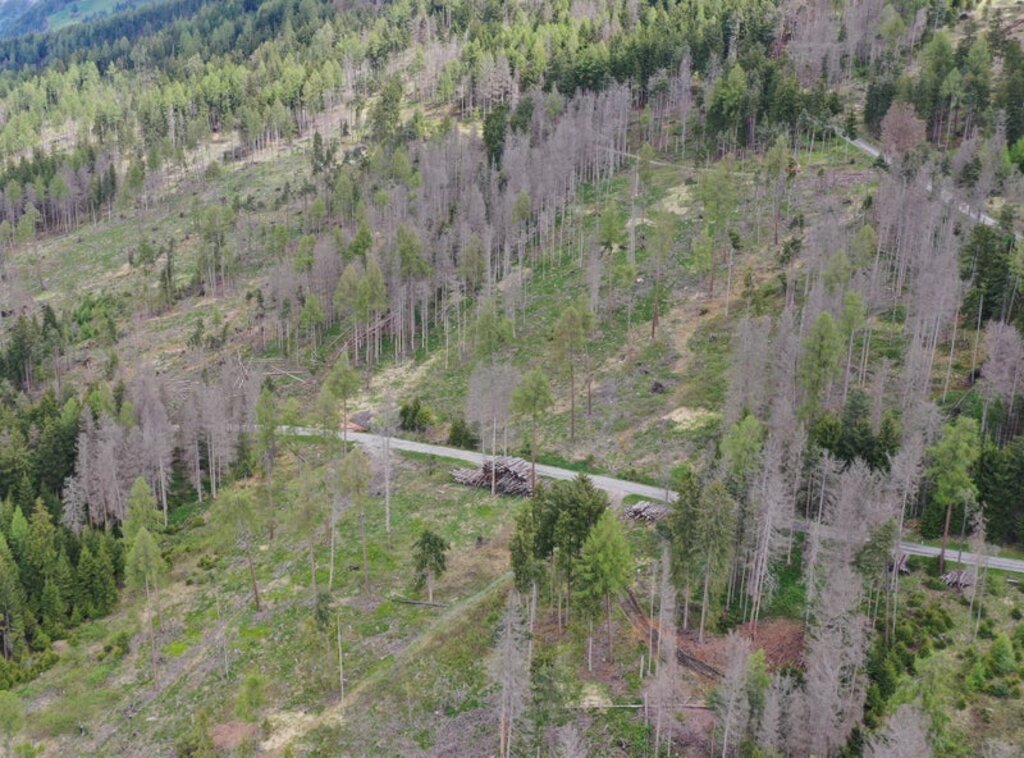 LPA - Uno degli obiettivi delle linee guida modificate è quello di proseguire la rimozione degli alberi danneggiati a seguito degli eventi naturali degli ultimi anni. 