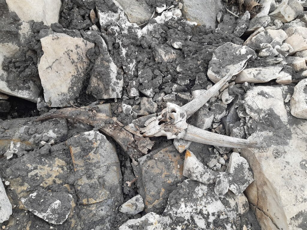 Überreste eines Rudels von Steinböcken wurden am Lodner gefunden. 
