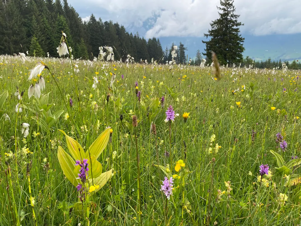 Amt für Natur, Jagd und Fischerei - Blühendes Flachmoor Grabs