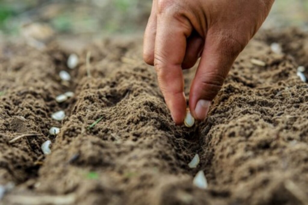 Ph. Diego Ronzio | © Archivio di Etnografia e Storia Sociale | Direzione Generale Autonomia e Cultura | Regione Lombardia