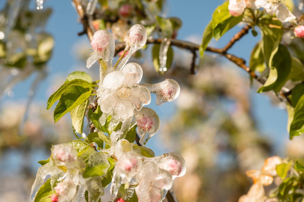 IDM/Südtiroler Apfelkonsortium/Patrick Schwienbacher - Die Frostberegnung ist häufig die einzige Möglichkeit, um den Landwirt vor dem Ernteausfall zu schützen.