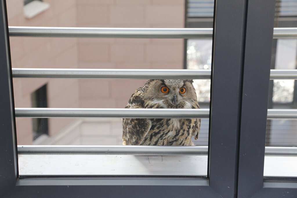 Der in Südtirol heimische Uhu (Bubo bubo) ist mitunter auch in der Stadt Bozen anzutreffen: Zu seinem Schutz werden nun Stromleitungen neu isoliert und stellen damit keine tödliche Gefahr mehr dar. 