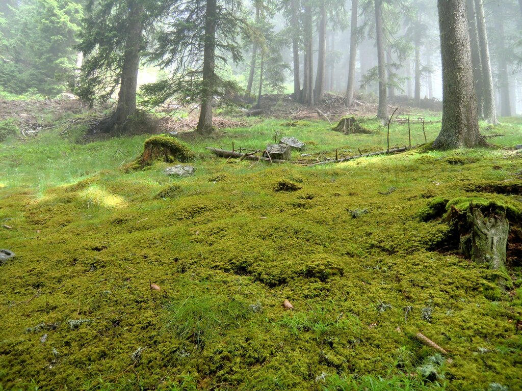 Alle fünf Jahre analysiert das Biologische Labor der Landesagentur für Umwelt und Klimaschutz in Zusammenarbeit mit der Forstbehörde Moosproben aus allen Teilen Südtirols: im Bild der Kerschbaumwald bei Innichen. 