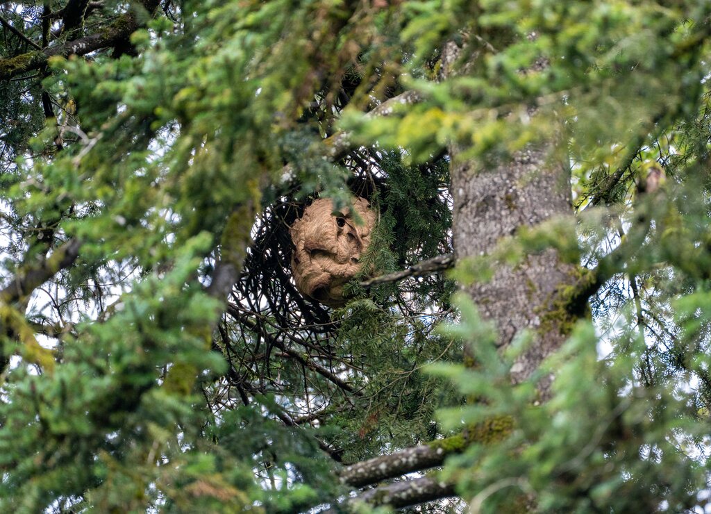 Land Tirol/Hörmann - Das Nest der Asiatischen Hornisse wurde hoch in einem Baumwipfel lokalisiert. 