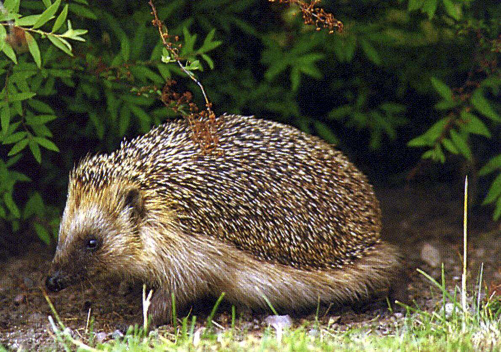 Land Salzburg/Naturschutzabteilung