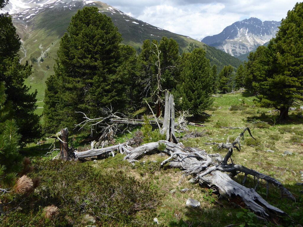 Amt für Wald und Naturgefahren