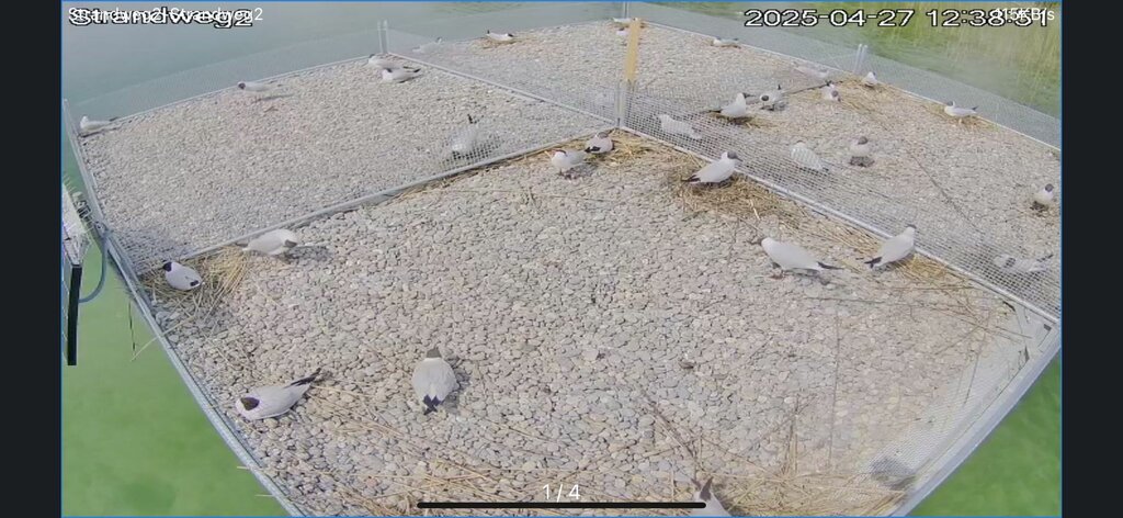 ANJF - Videokameras überwachen den Bruterfolg auf allen drei Brutplattformen am Zürich-Obersee bei Rapperswil-Jona.