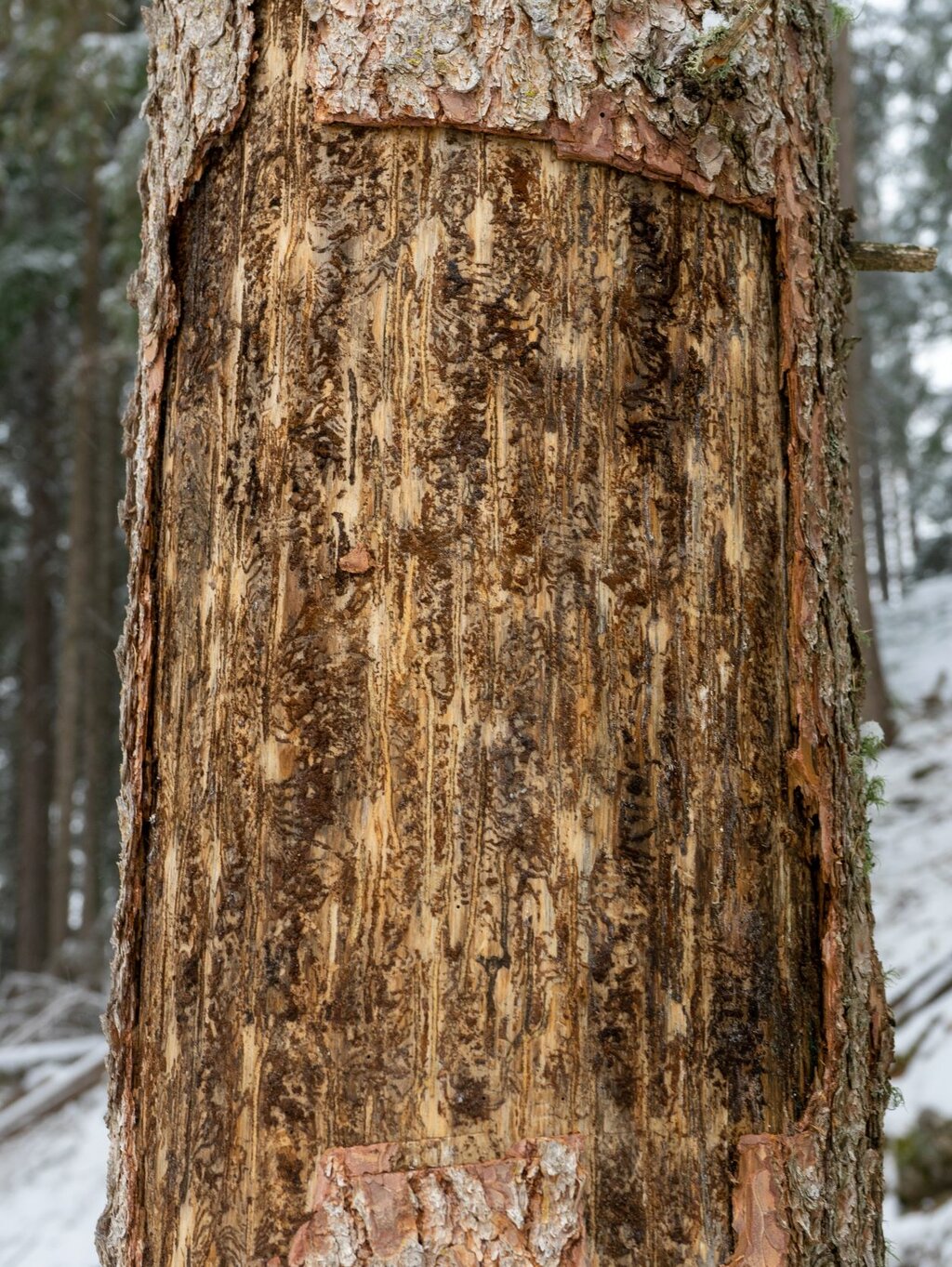 Borkenkäfer bohren sich durch die Rinde (Borke) in den Baum und unterbrechen den Saftfluss. 