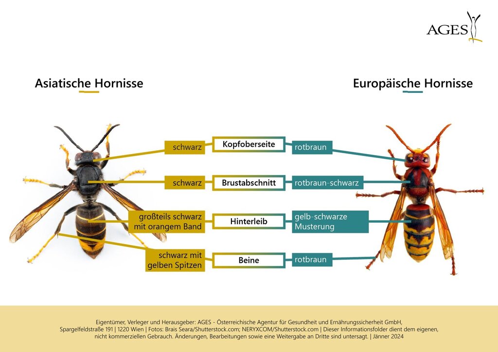 AGES - Die Asiatische Hornisse lässt sich vor allem anhand ihrer Färbung von der heimischen Europäischen Hornisse unterscheiden. 