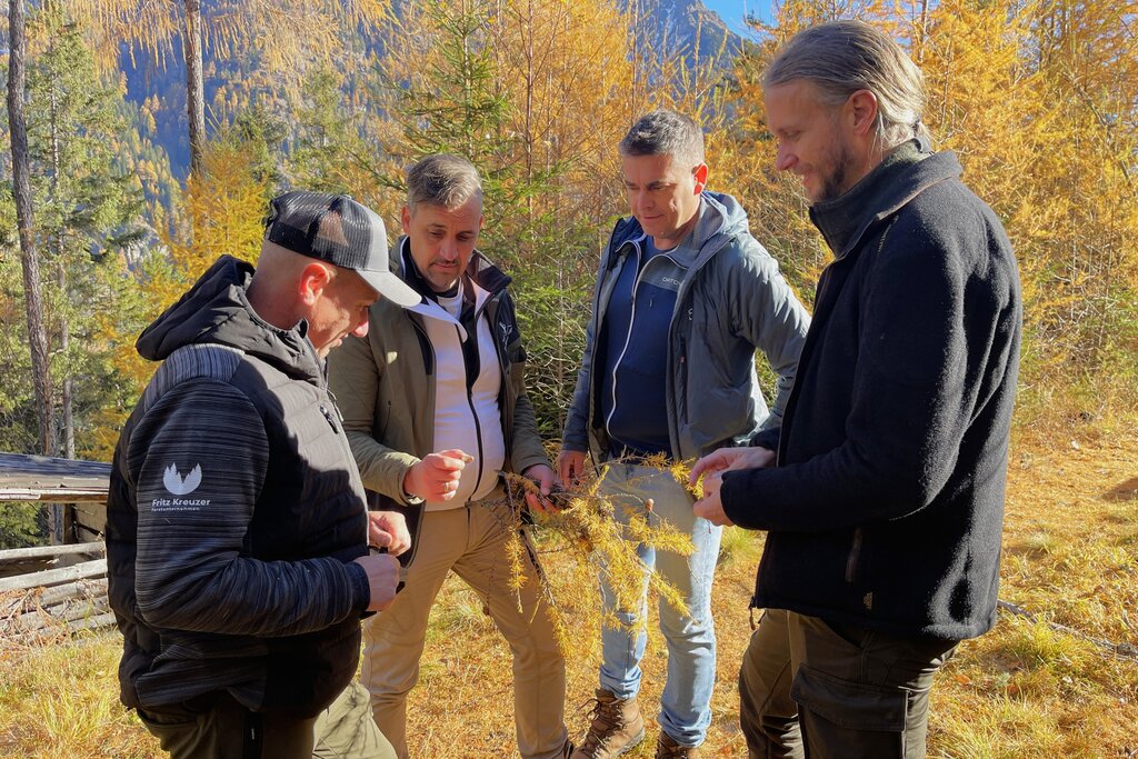 Land Salzburg/Martin Wautischer - Forstunternehmer Fritz Kreutzer, Stefan Palffy (Forstwirt), Martin Lohfeyer (Bezirksförster Lungau) und Dominik Posch (Landesforstdirektion) beim Begutachten der geernteten Lärchenzapfen.
