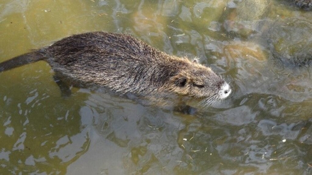 USP/Ufficio Gestione fauna selvatica - La nutria è alta fino a 65 centimetri, nuota con il corpo fuori dall'acqua, ha orecchie visibili e una coda rotonda 