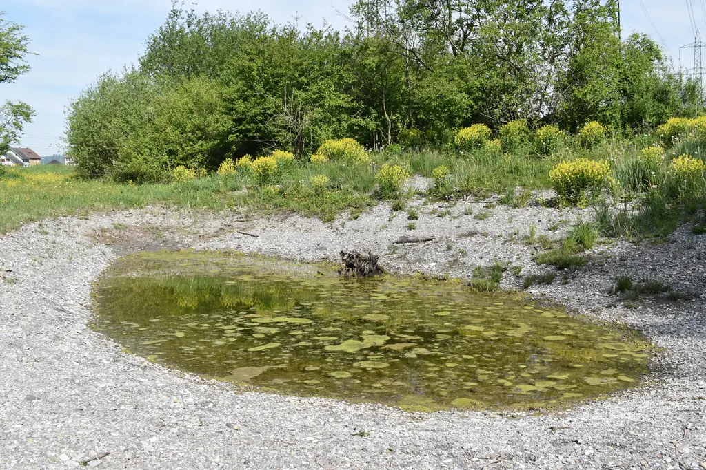 Amt für Natur, Jagd und Fischerei - Aufwertung Amphibienweiher