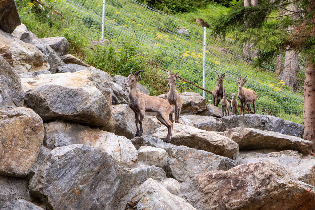 Land Tirol/Lechner