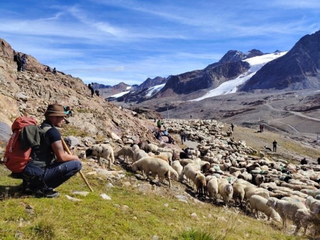 LPA/Marcella Morandini - Die Schafe kehren mit ihren Hirten von den Sommerweiden im Ötztal wieder ins Schnalstal zurück. Grundlage für das immaterielle Kulturerbe Transhumanz bildet die Arbeit der Hirten. 
