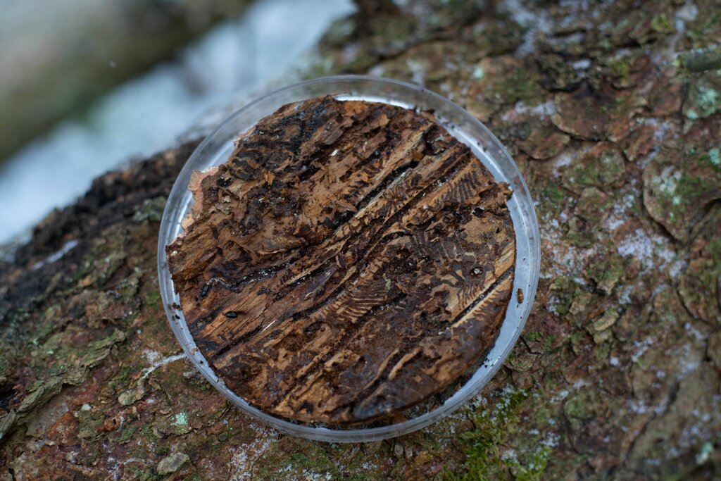 Die effizienteste Methode, die Ausbreitung des Borkenkäfers zu stoppen, ist die Bringung, sprich der Abtransport, der befallenen Bäume aus dem Wald. 