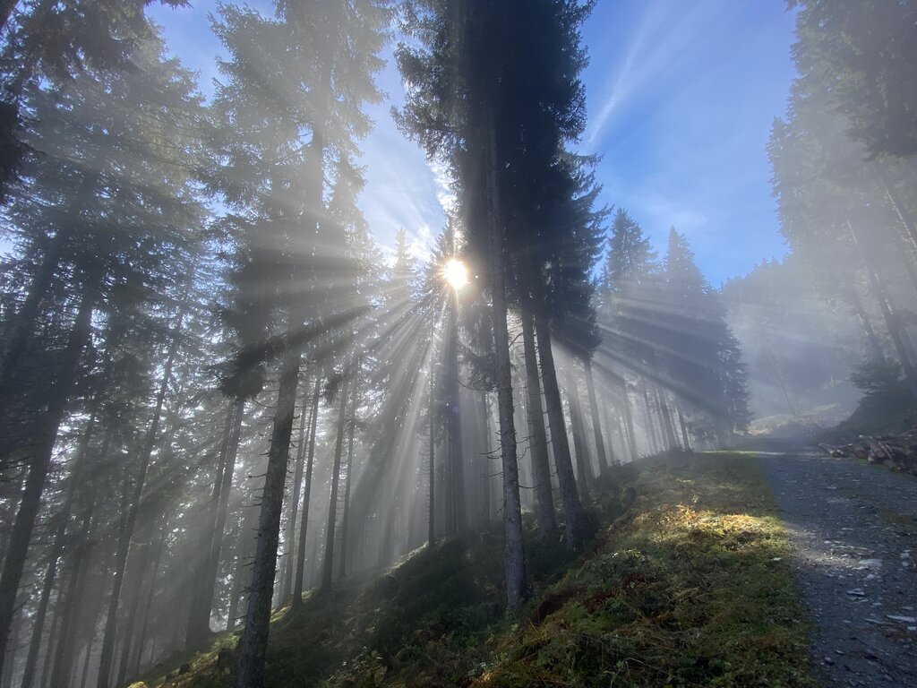Land Salzburg/Melanie Hutter - Symbolfoto Holz, Forstwirtschaft, Forst, Baum, Bäume, Holzfällen, Holzfäller, Wald, Rohstoff, Sonne, Natur, Stimmung