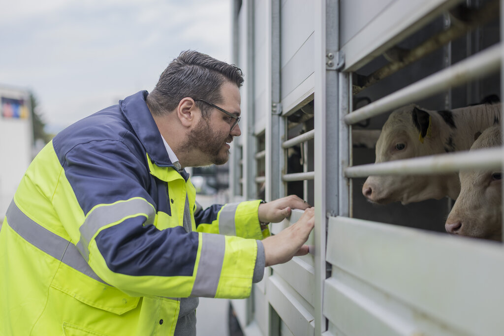 Land Salzburg/Neumayr/Leopold - Alexander Eder von der Landesveterinärdirektion bei einer Schwerpunktkontrolle von Lebendtiertransporten in Bergheim.