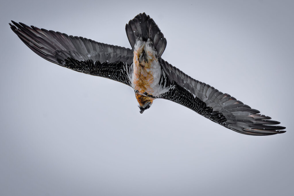 © Stefan Plangger - Bartgeier haben eine Flügelspannweite von bis zu 2,90 Metern.