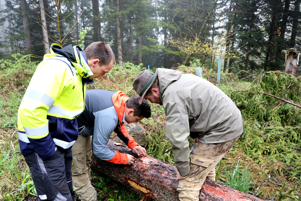 Land Salzburg/Melanie Hutter - Forstrevier Henndorf, Wald, Forst, Bäume, Forstwirtschaft, Borkenkäferproblem.