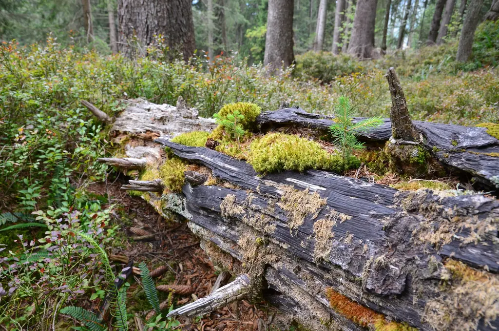 Kantonsforstamt - Totholz im Waldreservat Nesslau