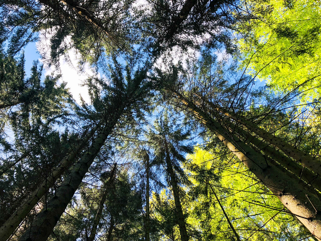 Land Salzburg/Melanie Hutter - Symbolbild, Sujet, Wald, Baum, Natur, Bäume, Holz, grün