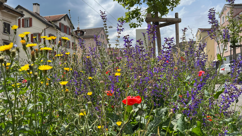 naturinfo - Biodiversität im Siedlungsraum